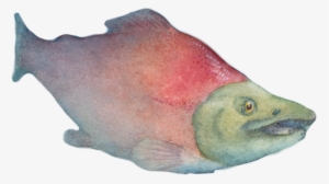 A Salmon Journey - The Journey #715378