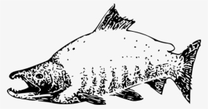 Sockeye Salmon Clip Art At Clker - Sockeye Salmon Clip Art #715381