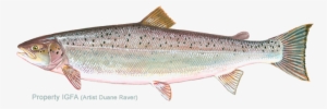 Graphic Black And White Download Atlantic Landlocked - Atlantic Salmon #715403