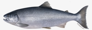Coho Salmon - Protected - Coho Salmon #715660