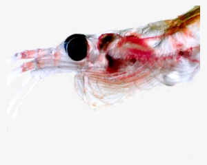 Hydrographic Parameters Major Influence On Krill - Krill #715661
