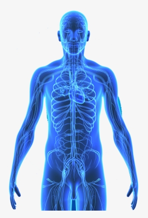 Human Body Png Png Royalty Free - Cuerpo Humano El Sistema Circulatorio Azul #715662