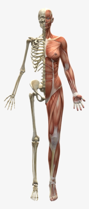 Human Body Png - Cuerpo Humano Mitad Esqueleto #715796