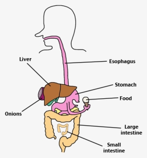 Digestive System - Human Digestive System Png #715848
