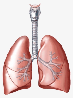 Lungs Png Clipart - Anatomy Respiratory System Label Practice #716173