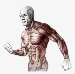 Png Freeuse Library Structure Drawing Human Body - Body Anatomy Drawing Proko #716195