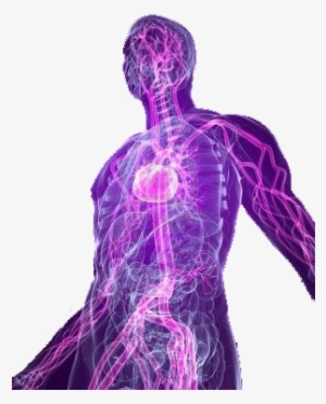 Body - Human Body Png Transparent #716220
