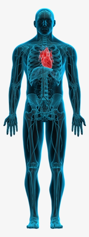 Click On These Options To Learn More About What's Going - Medical Radiography #716353