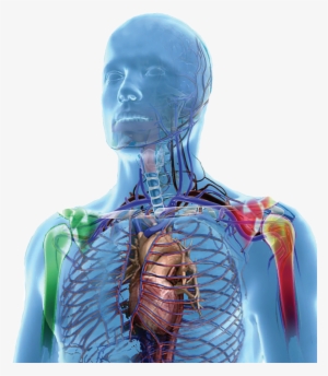 Mesenflow Human Body - Day #716355