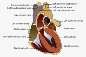 Index Of Pics Svg Free Library - Illustration #716436