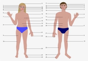 Big Image - Human Body Cartoon #716701