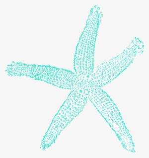 Png Source - Starfish Png #716805