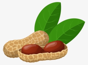 Peanuts Png Clip Art - Groundnut Clipart #719986