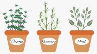 Three Culinary Herbs That Grow Well Here In The Low #7100791