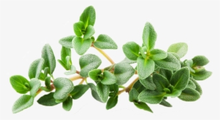 Thyme Png #7100830