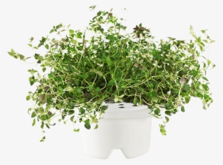 Thyme Plant Png #7100931