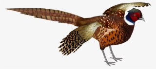 Common Pheasant 9 #7107739