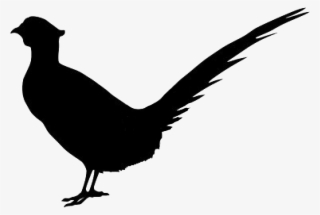 Pheasant #7107933