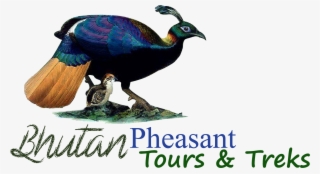 Bhutan Pheasant Tours And Treks #7108165