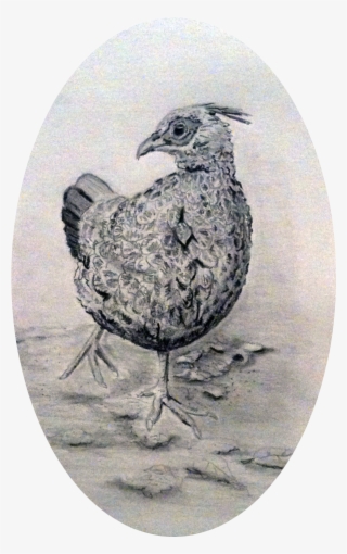 Pheasant Pencil Drawing #7108253