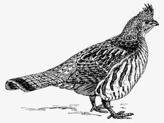 Pheasant Clipart Ruffed Grouse #7109022