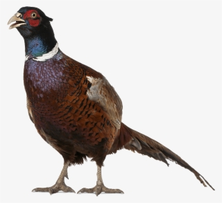 An Colour Image Of Pheasant At Edradynate Luxury Country #7109133