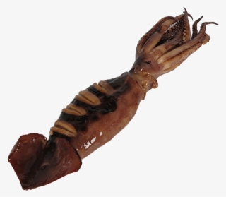 Cuttlefish Png #7114101