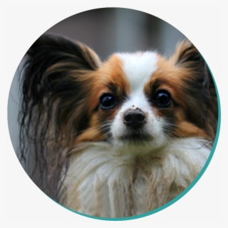 Papillon Blog #7114656