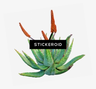 Aloe Nature #7117951