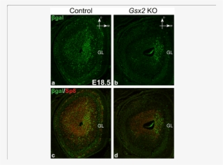 Gsx2 Germline Knockout Impairs The Generation Of Septum #7121106