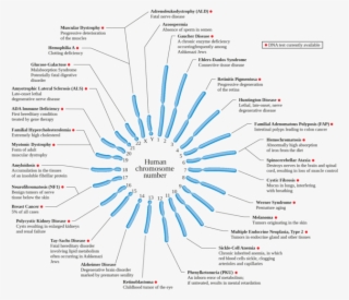 Human Chromosome Diseases Set En #7126622