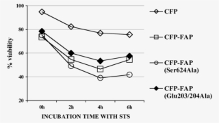 Overexpression Of Fap Increased Sts Induced Cell Apoptosis #7126848