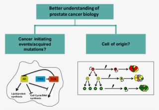 For The Transformation Of Normal Target Cells Into #7131140