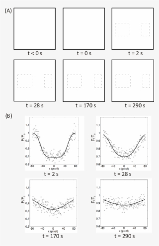 Illustration Of An Rfrap Experiment On A 150 Kd Fitc-dextran #7141564