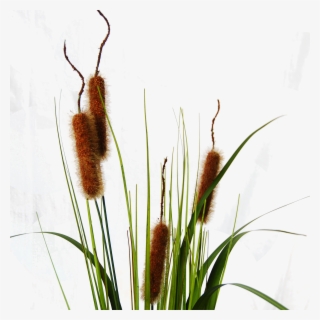 Typha Cattail #7141823