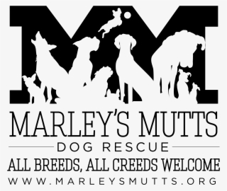 Tough Mudder For Marley's Mutts Photo #7144339