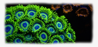 Corals Png #7149279