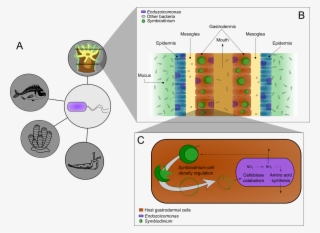 Endozoicomonas Species Have Been Reported In Association #7149535