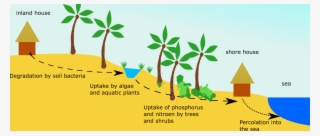 How Wastewater Gets Cleaned By Plants And Bacteria #7149600