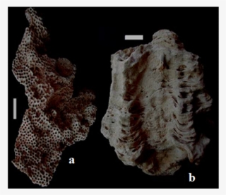 Astraeaopora Sp #7150077