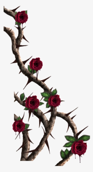 Roses Redrose Thorns Rosesandthorns #7152426