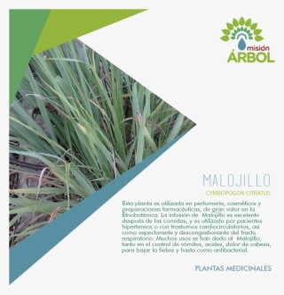 #19nov ¿sabías Qué, Hay Plantas Con Propiedades Medicinales #7157747