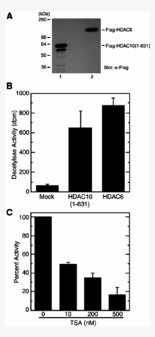 Expression Of Hdac10 From Sf9 Cells #7162000