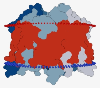 Transmembrane Flat Surface Display Opm #7162860