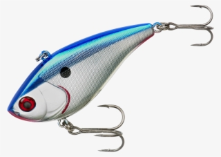 Blue Shiner #7163527