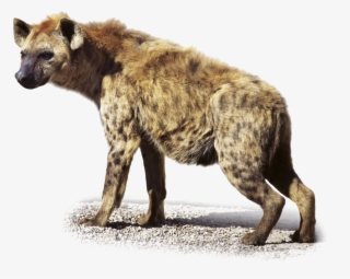 Hyena Transparent Images #7195199