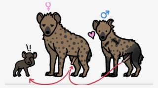 Hyena Png Pic #7195275