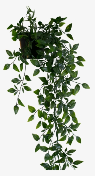 Hanging Plant Png #7197177
