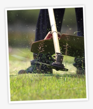 Maintenance Lawn Cutting #7197295