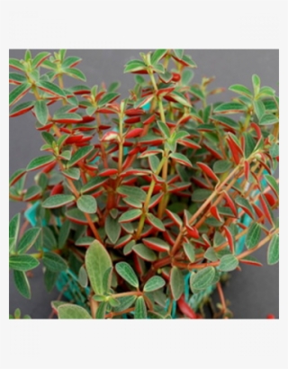 Hanging Plants Png #7197438